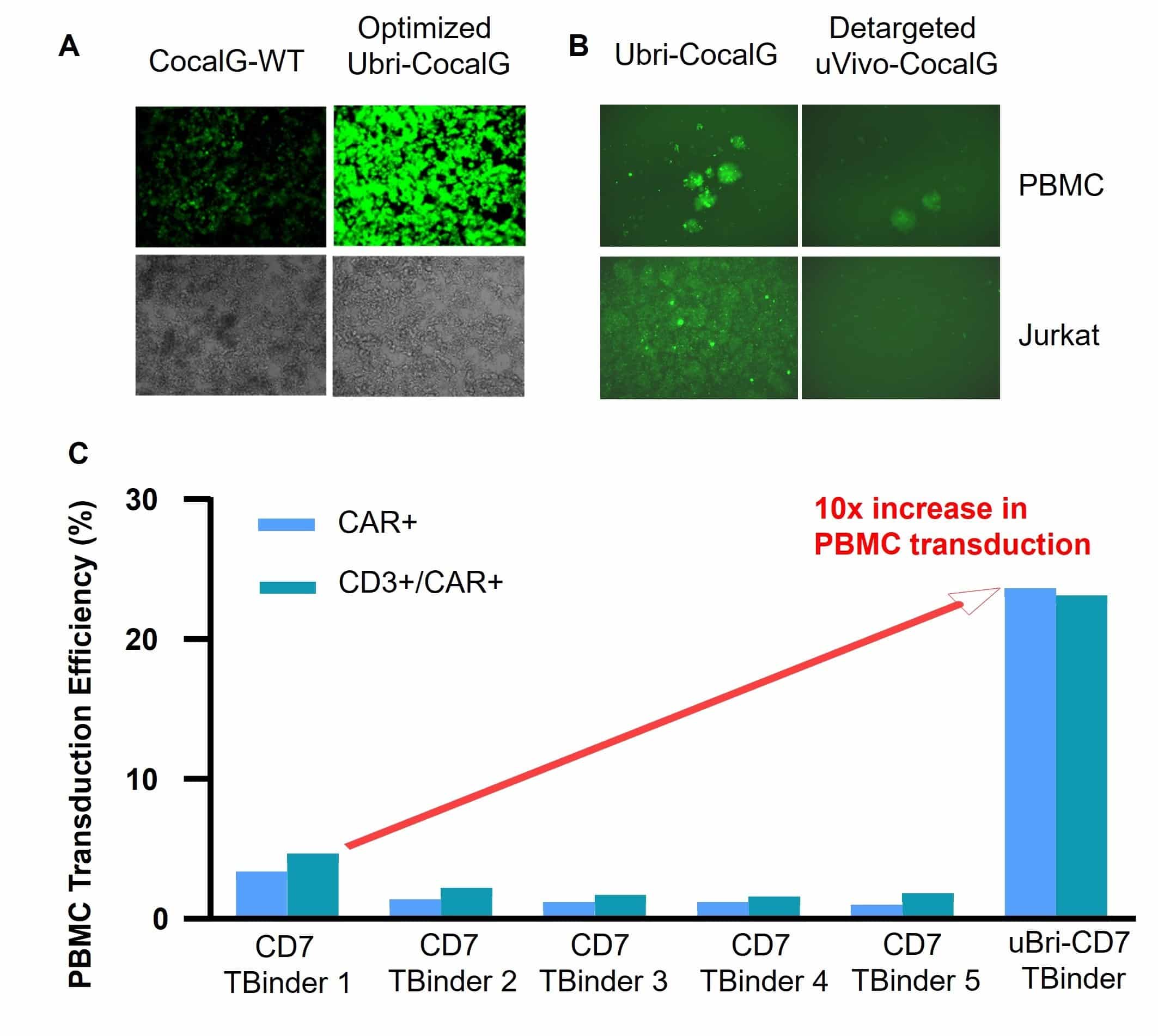 Diagram of uVivo CocalG envelope engineering for lentiviral vectors